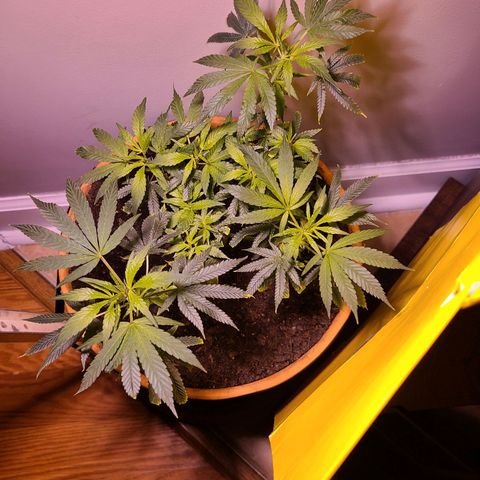 Christmas spirit growlog timeline photo
