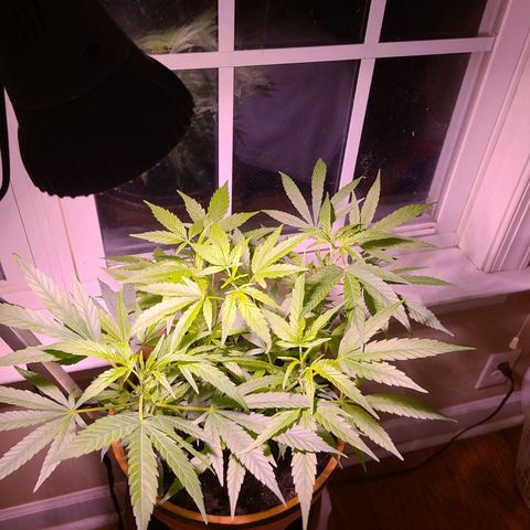 Christmas spirit growlog timeline photo