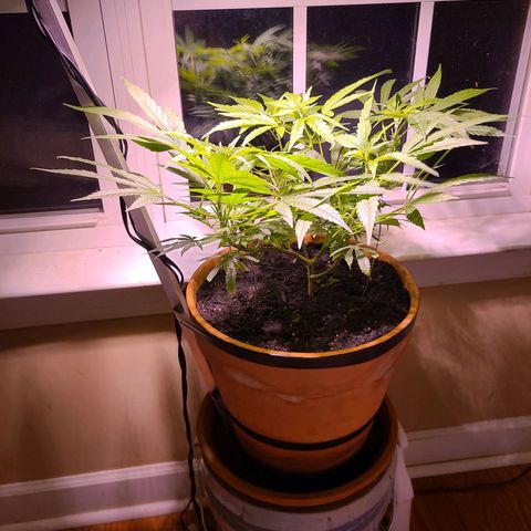 Christmas spirit growlog timeline photo