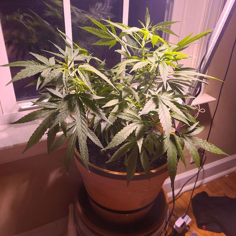 Christmas spirit growlog timeline photo