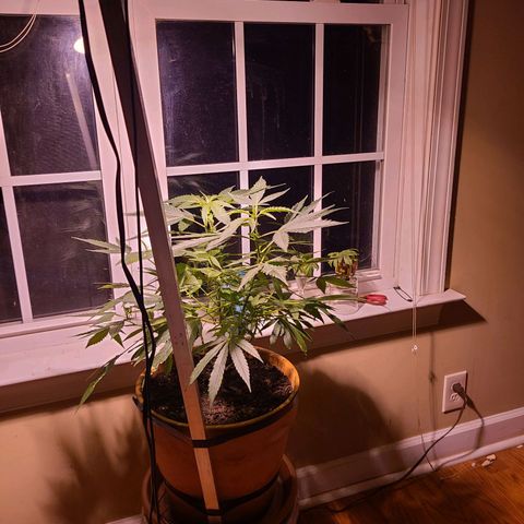 Christmas spirit growlog timeline photo