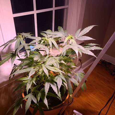Christmas spirit growlog photo: Minor wilting and signs of possible nutrient deficiency. 