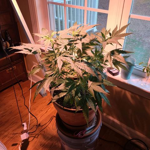 Christmas spirit growlog photo: Increasing nutrients seem to be helping it.