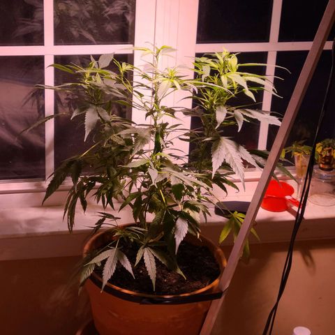 Christmas spirit growlog timeline photo