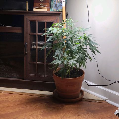 Christmas spirit growlog timeline photo