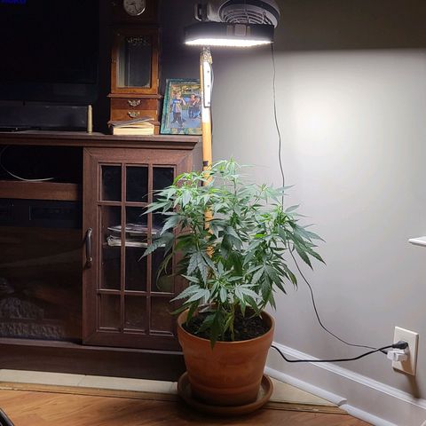 Christmas spirit growlog timeline photo