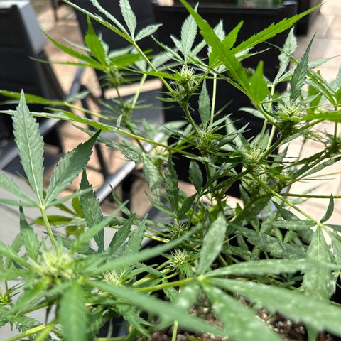 Amnesia Haze Auto growlog timeline photo