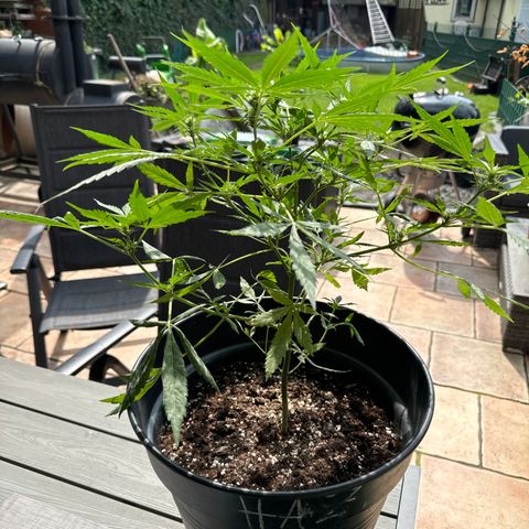 Amnesia Haze Auto growlog timeline photo