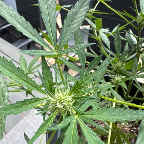 Amnesia Haze Auto growlog timeline photo