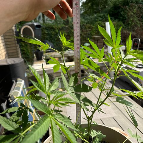 Master Kush growlog timeline photo