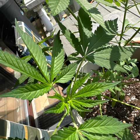 Master Kush growlog timeline photo