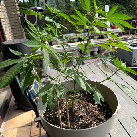 Master Kush growlog timeline photo