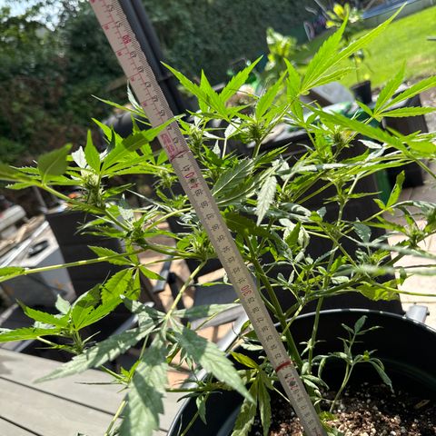 Amnesia Haze Auto growlog timeline photo