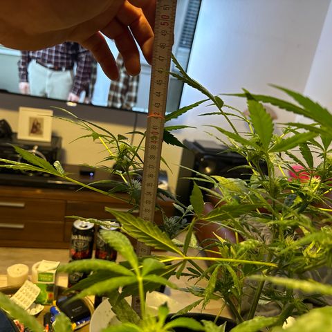 Amnesia Haze Auto growlog timeline photo