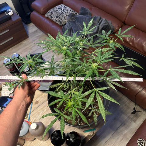 Amnesia Haze Auto growlog timeline photo