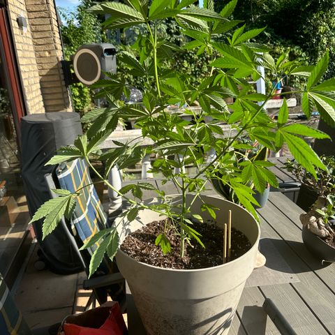 Master Kush growlog timeline photo