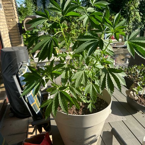 Master Kush growlog timeline photo