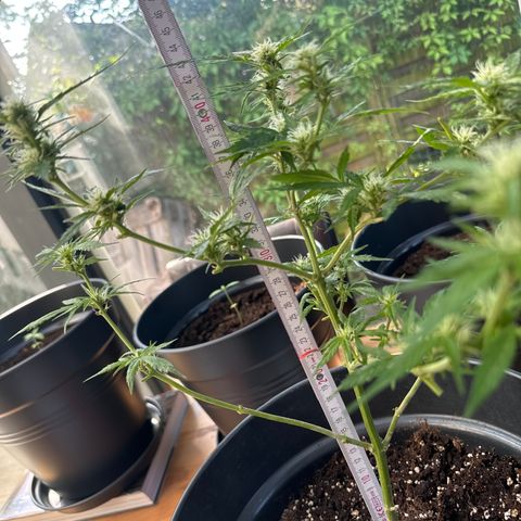 Amnesia Haze Auto growlog timeline photo