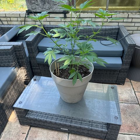 Master Kush growlog timeline photo