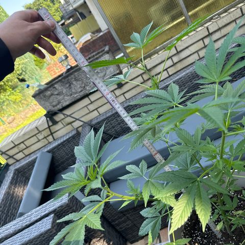 Master Kush growlog timeline photo