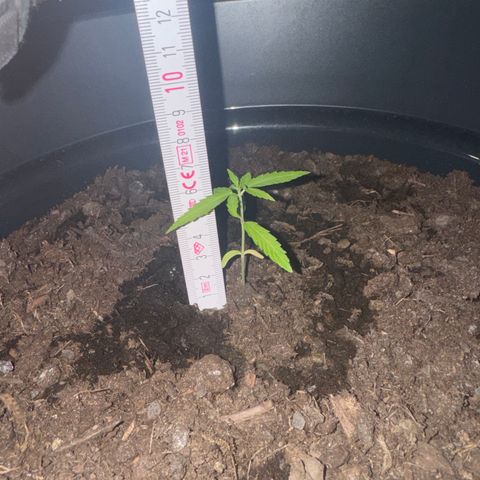 Titan f1 growlog photo: 6 cm
