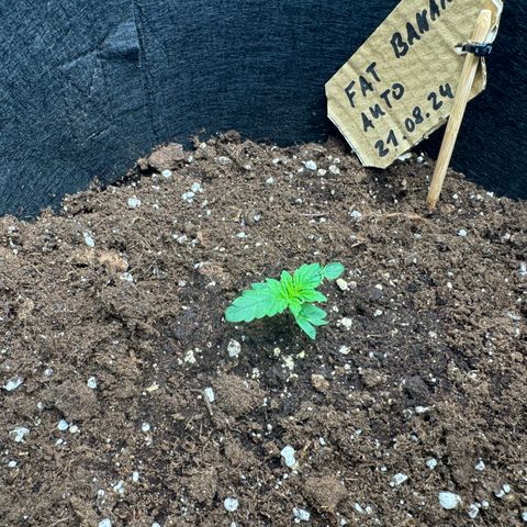 Fat Banana Auto 1 growlog timeline photo