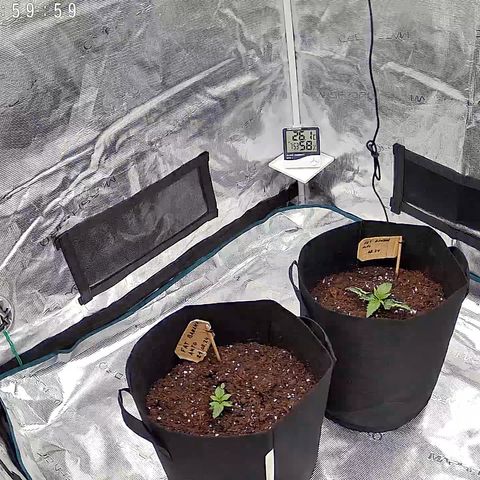 Fat Banana Auto 1 growlog timeline photo