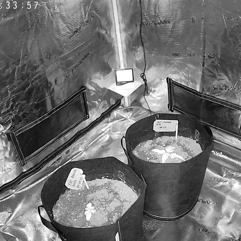 Fat Banana Auto 1 growlog timeline photo