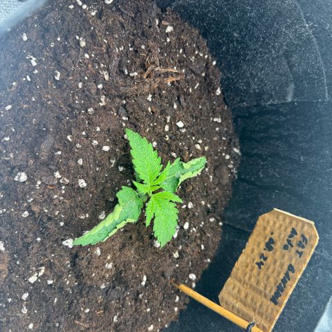 Fat Banana Auto 1 growlog timeline photo