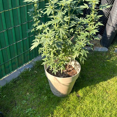 Master Kush growlog timeline photo