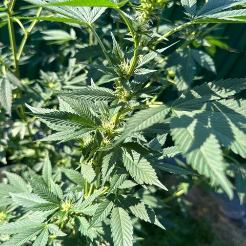 Master Kush growlog timeline photo