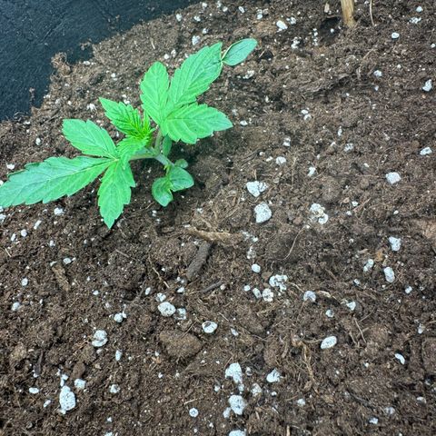 Fat Banana Auto 1 growlog timeline photo