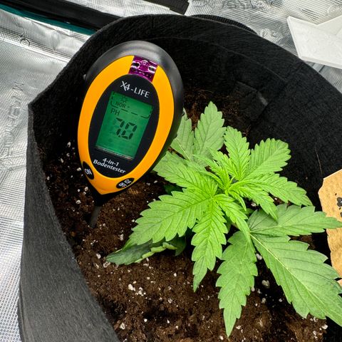 Fat Banana Auto 2  growlog timeline photo
