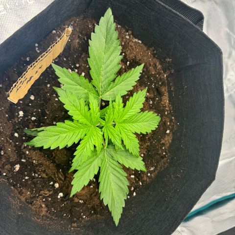 Fat Banana Auto 2  growlog timeline photo