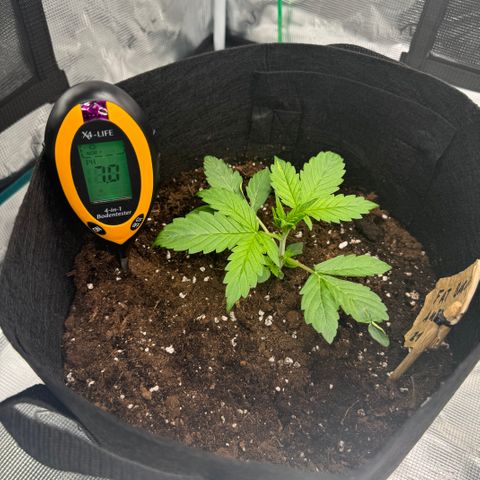 Fat Banana Auto 1 growlog timeline photo