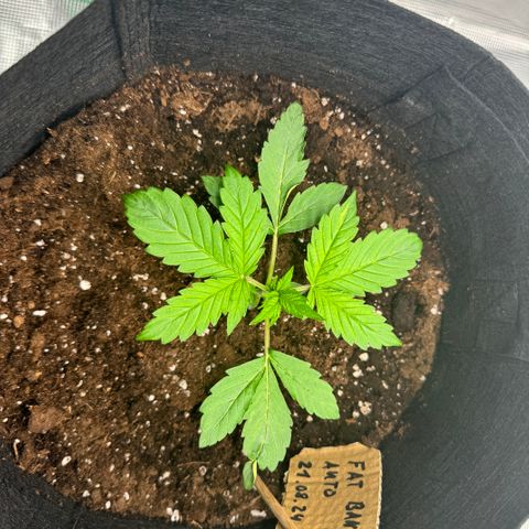 Fat Banana Auto 1 growlog timeline photo