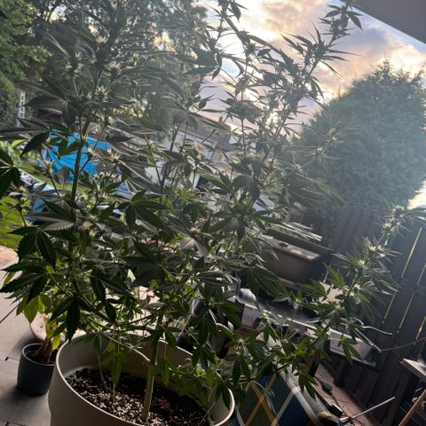 Master Kush growlog timeline photo