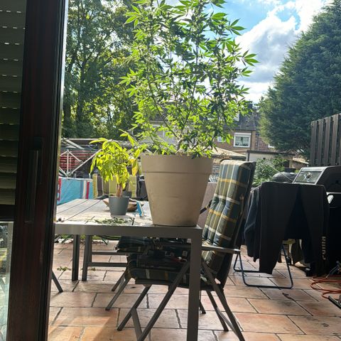 Master Kush growlog timeline photo