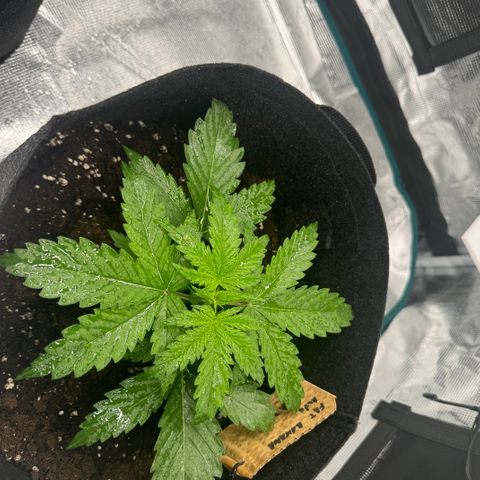 Fat Banana Auto 2  growlog timeline photo