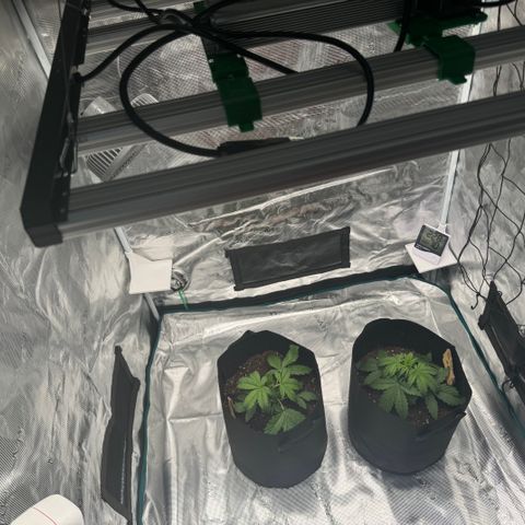 Fat Banana Auto 2  growlog timeline photo