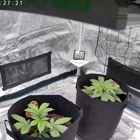 Fat Banana Auto 2  growlog timeline photo