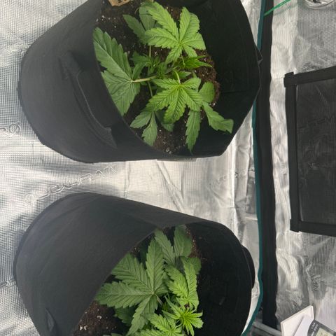 Fat Banana Auto 1 growlog timeline photo