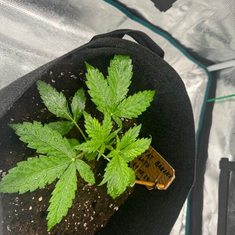 Fat Banana Auto 1 growlog timeline photo