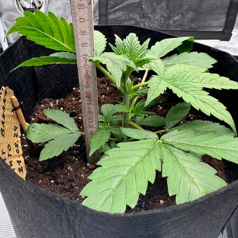 Fat Banana Auto 1 growlog timeline photo