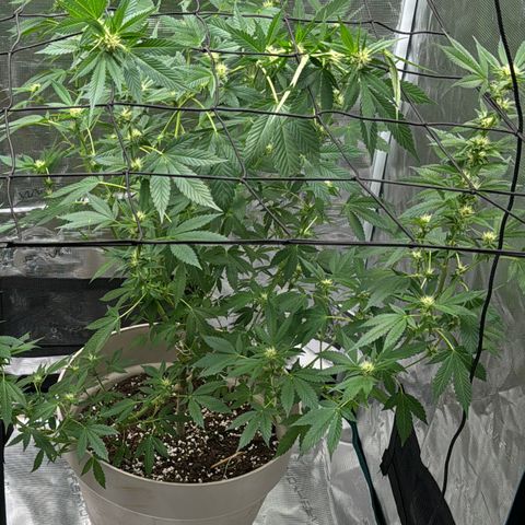Master Kush growlog timeline photo