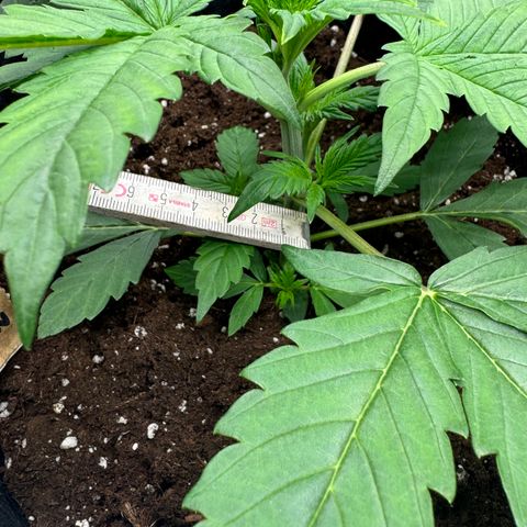Fat Banana Auto 1 growlog timeline photo