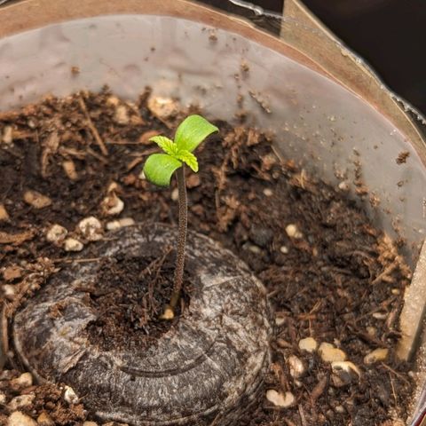 SB 19 Sticky Beast growlog photo: Approx. 4cm