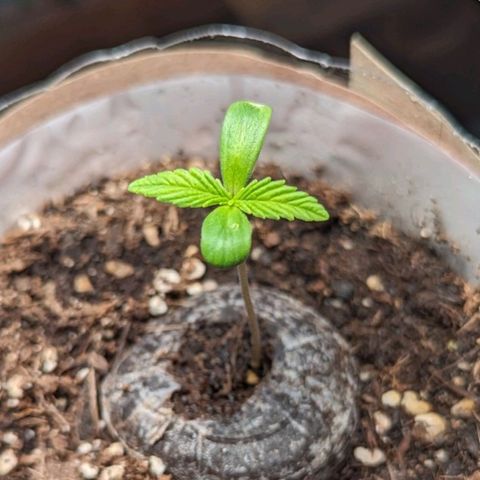 SB 19 Sticky Beast growlog timeline photo
