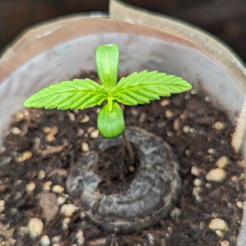 SB 19 Sticky Beast growlog photo: Approx 5,5cm