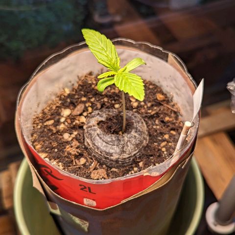 SB 19 Sticky Beast growlog photo: Approx 6cm